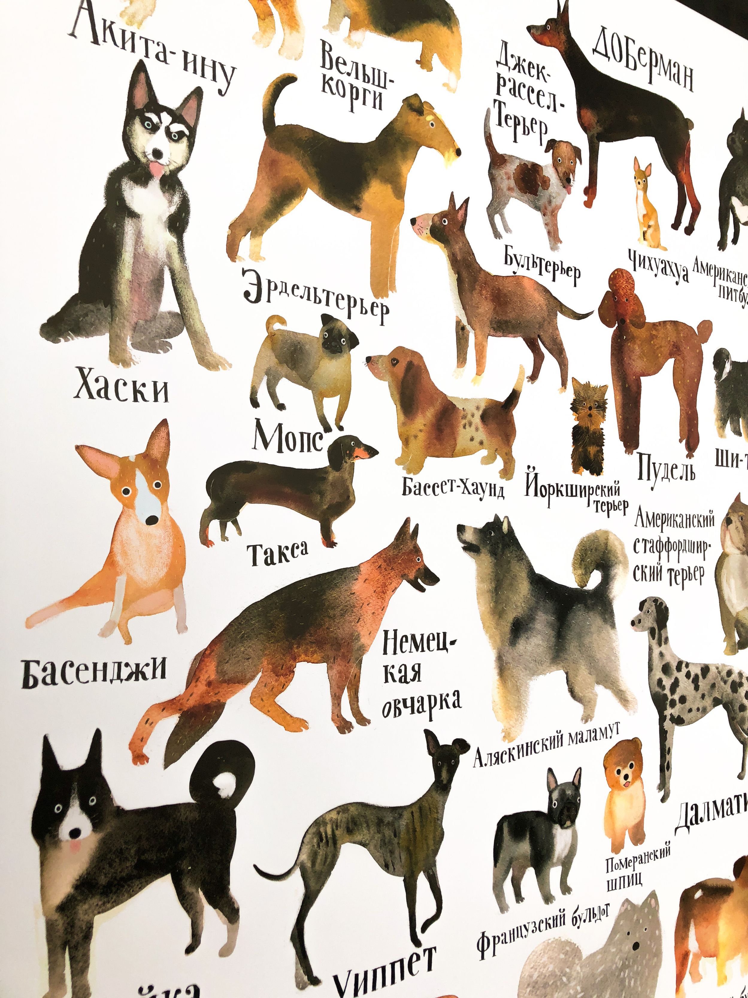 Плакат породы собак
