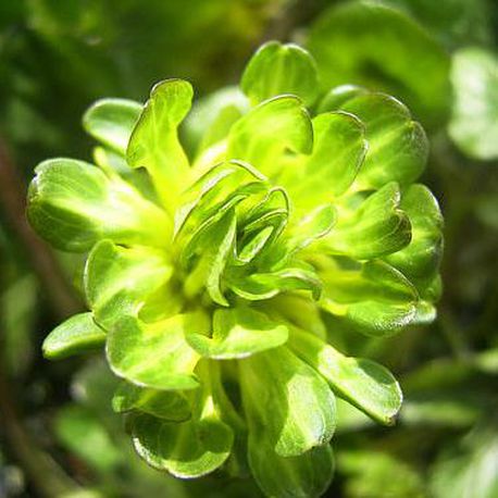 Ranunculus ficaria Green Petal