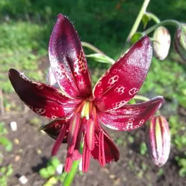 Lilium martagon Lilith