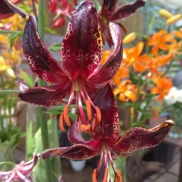 Lilium martagon Lilith