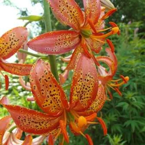 Lilium martagon Pink Taurade